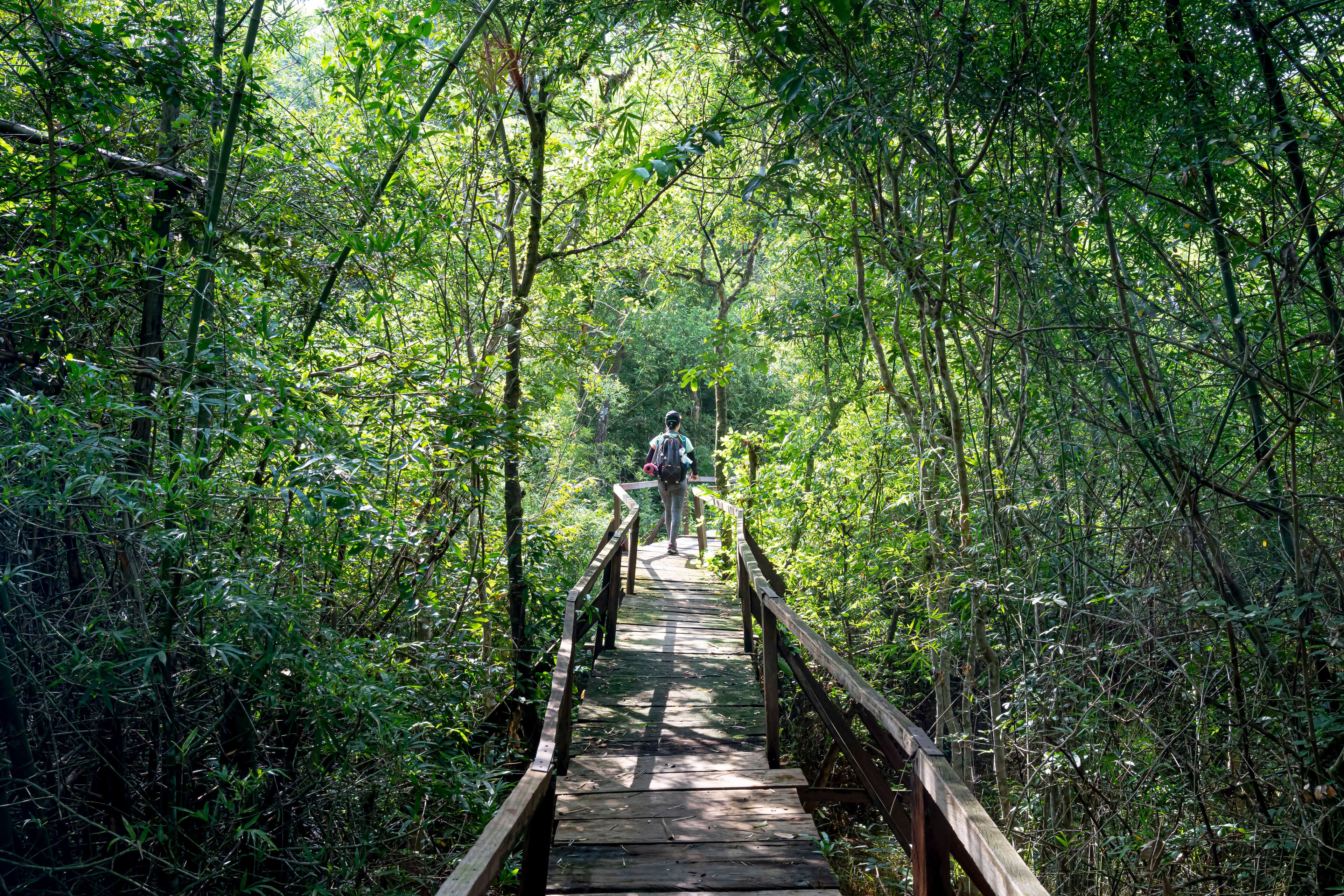 FORESTA DI JOZANI — image 2