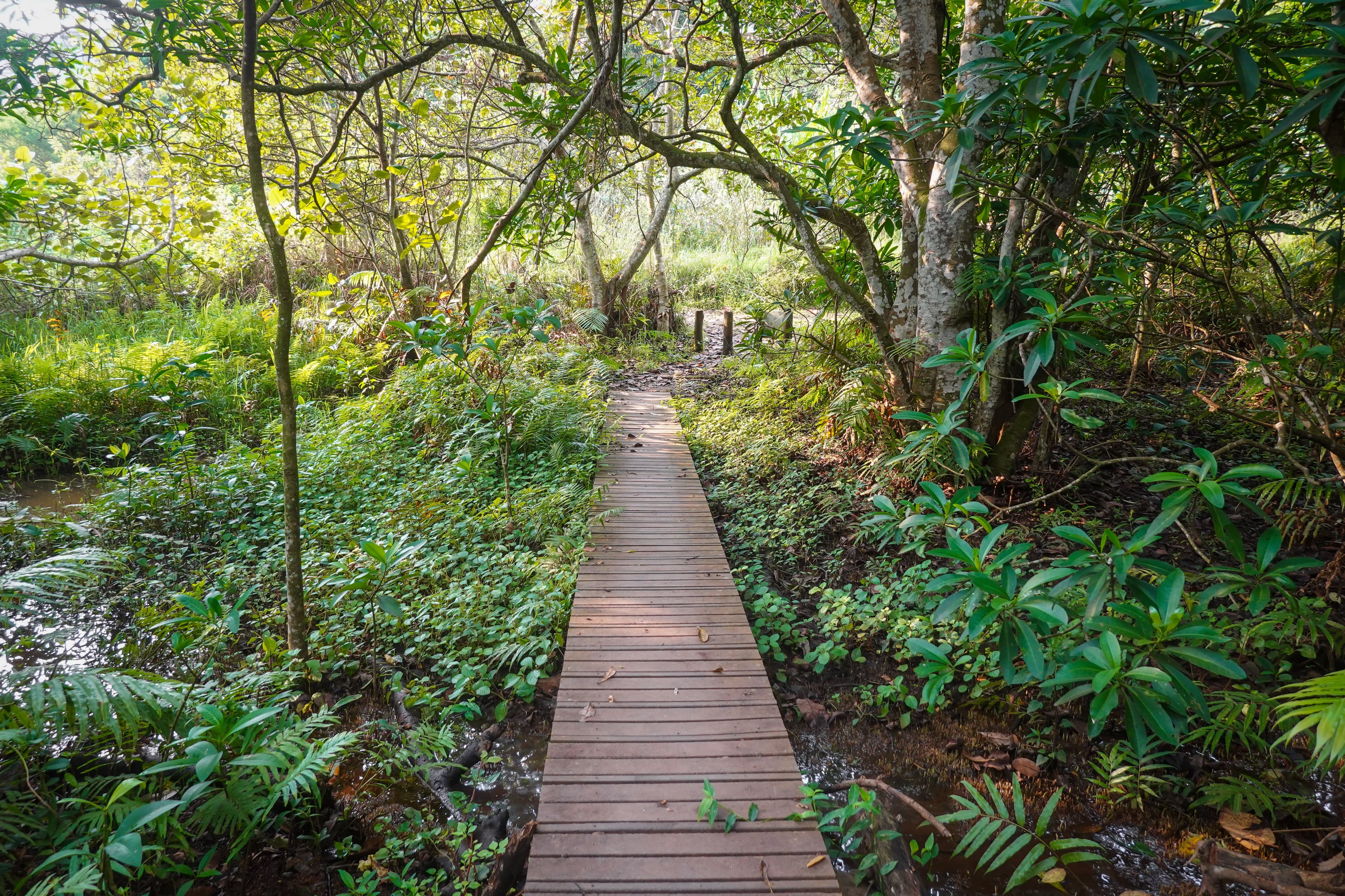 FORESTA DI JOZANI E GROTTA SALAAM — image 2