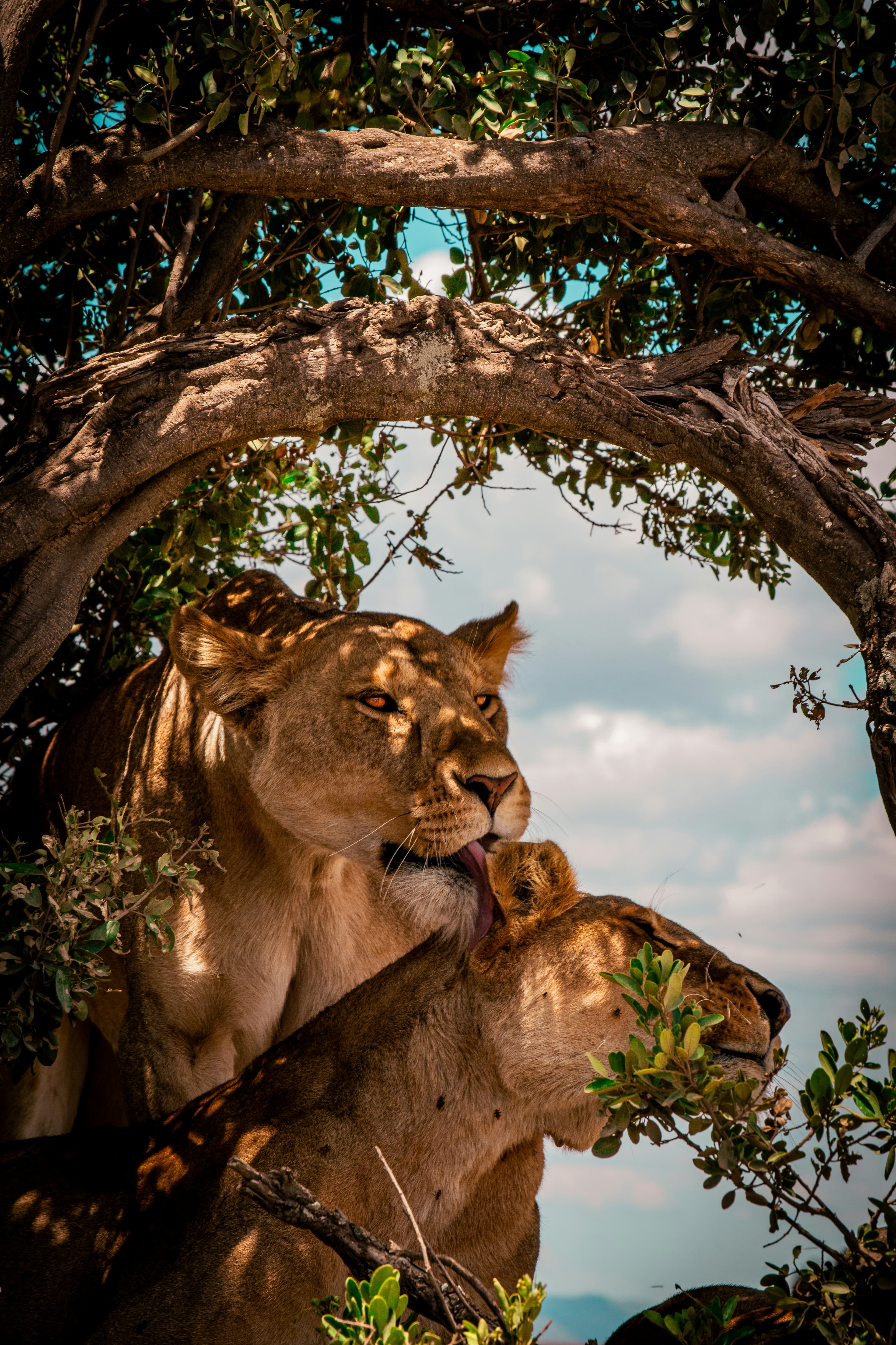 SAFARI IN TANZANIA