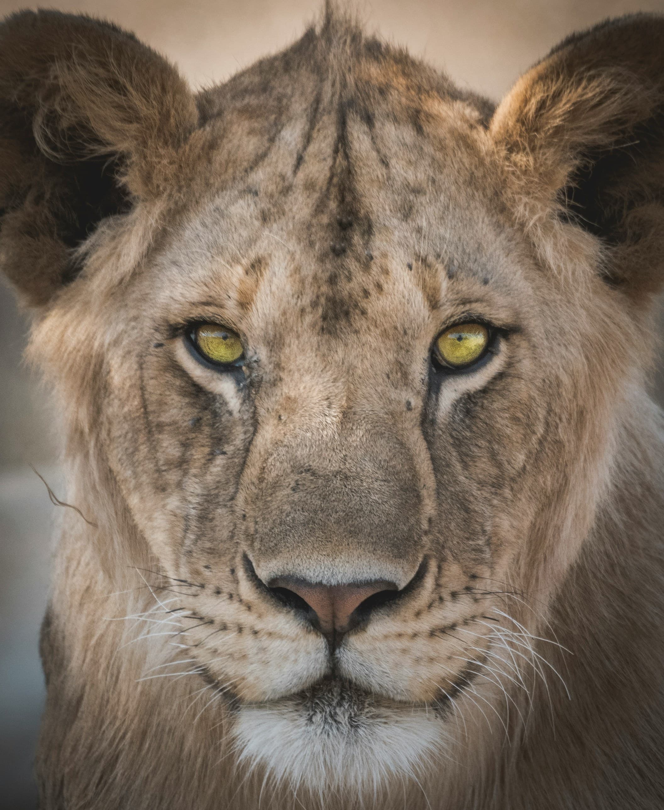 SAFARI IN TANZANIA — image 2