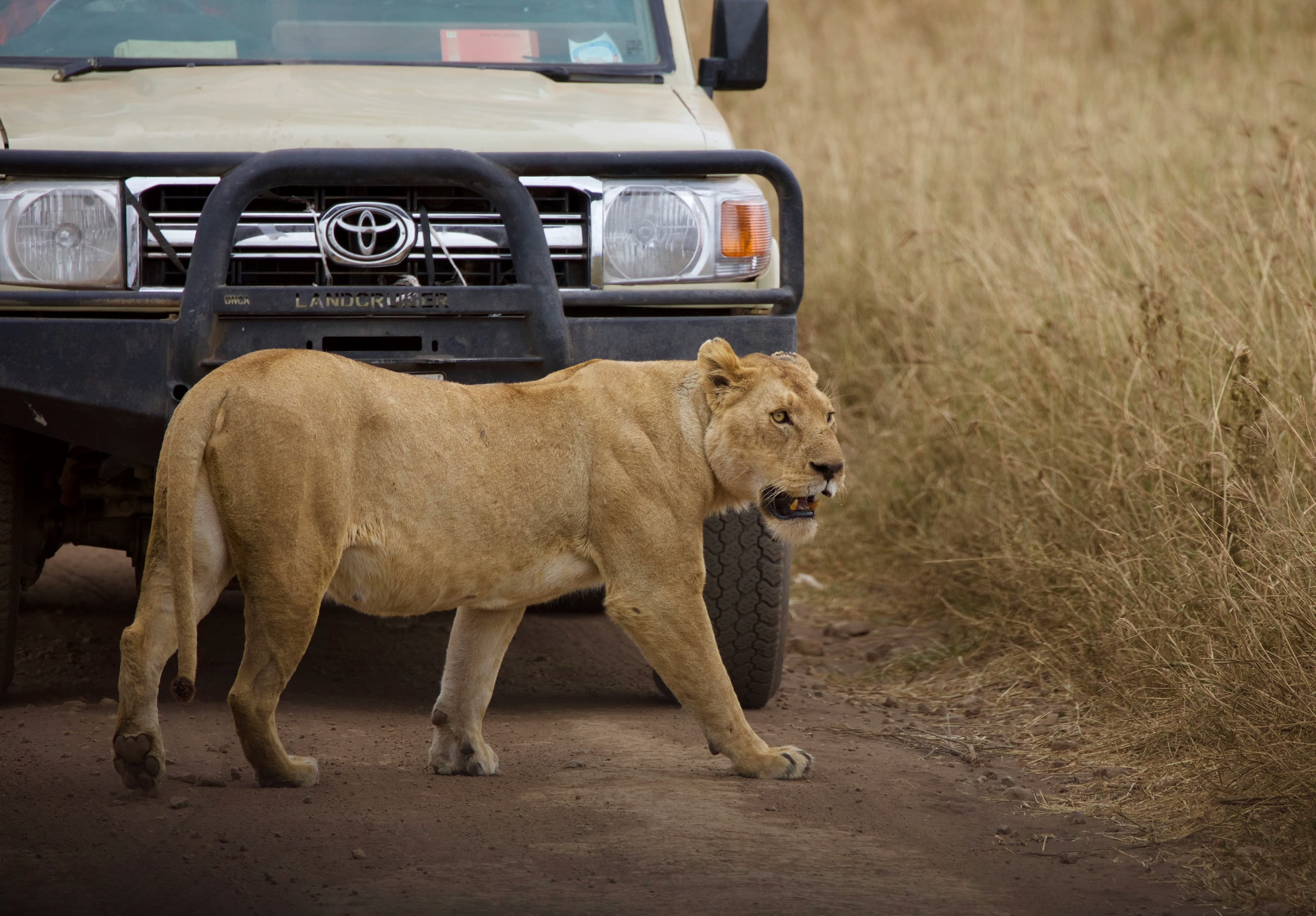 SAFARI IN TANZANIA — image 3