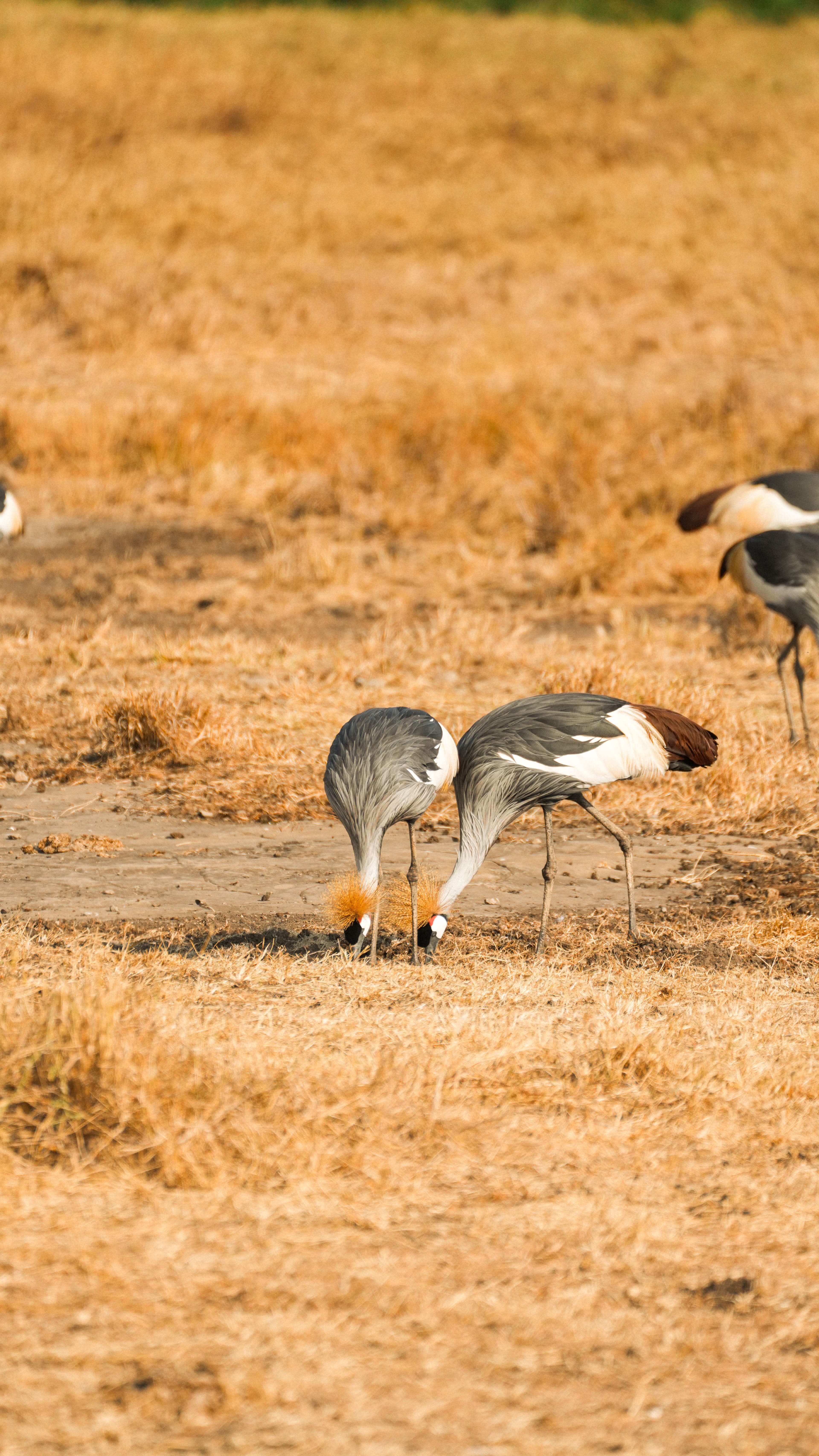 SAFARI IN TANZANIA at Royal Mandarin Hotel & Resort — gallery image 4