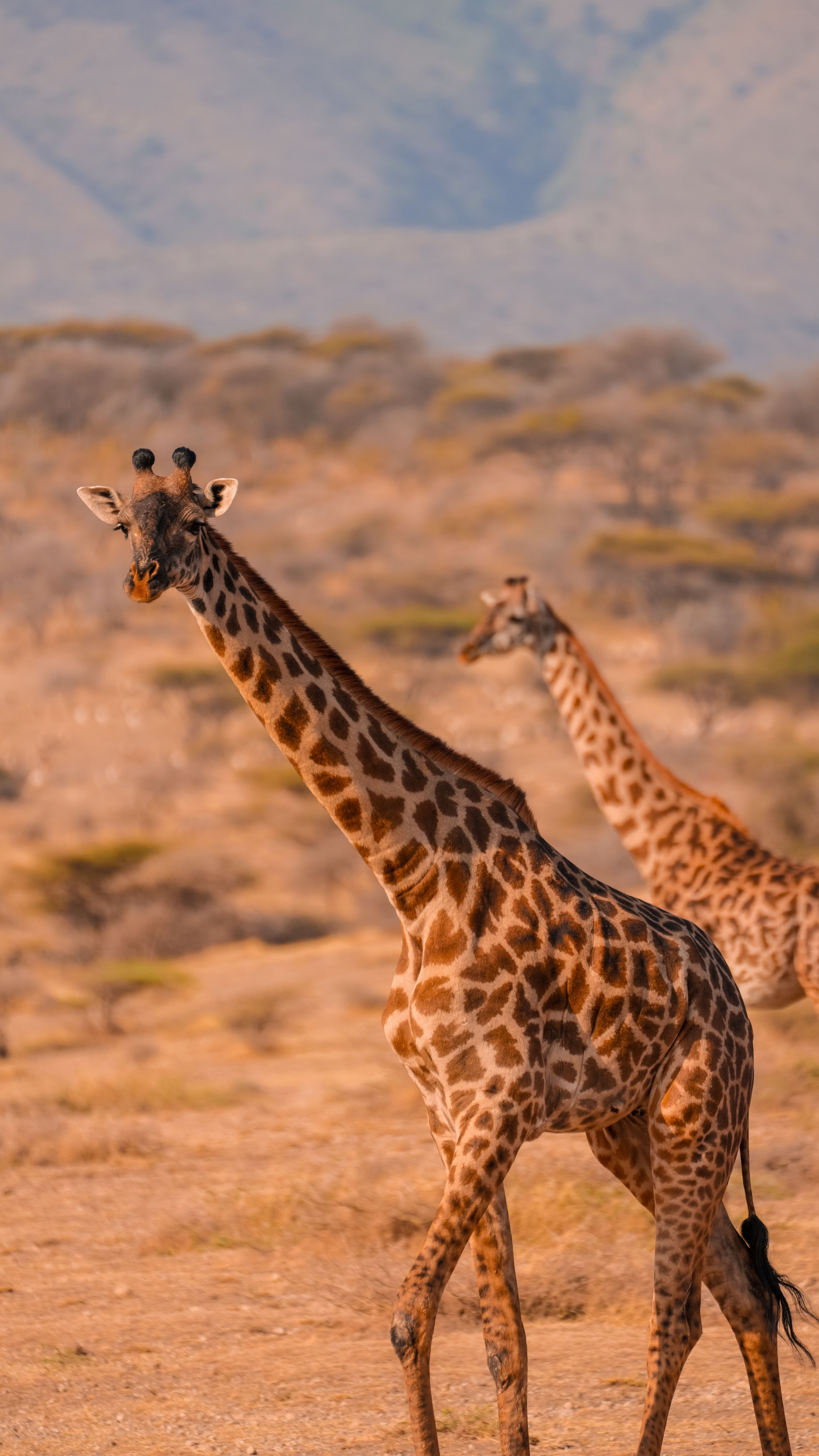 SAFARI IN TANZANIA at Royal Mandarin Hotel & Resort — gallery image 6