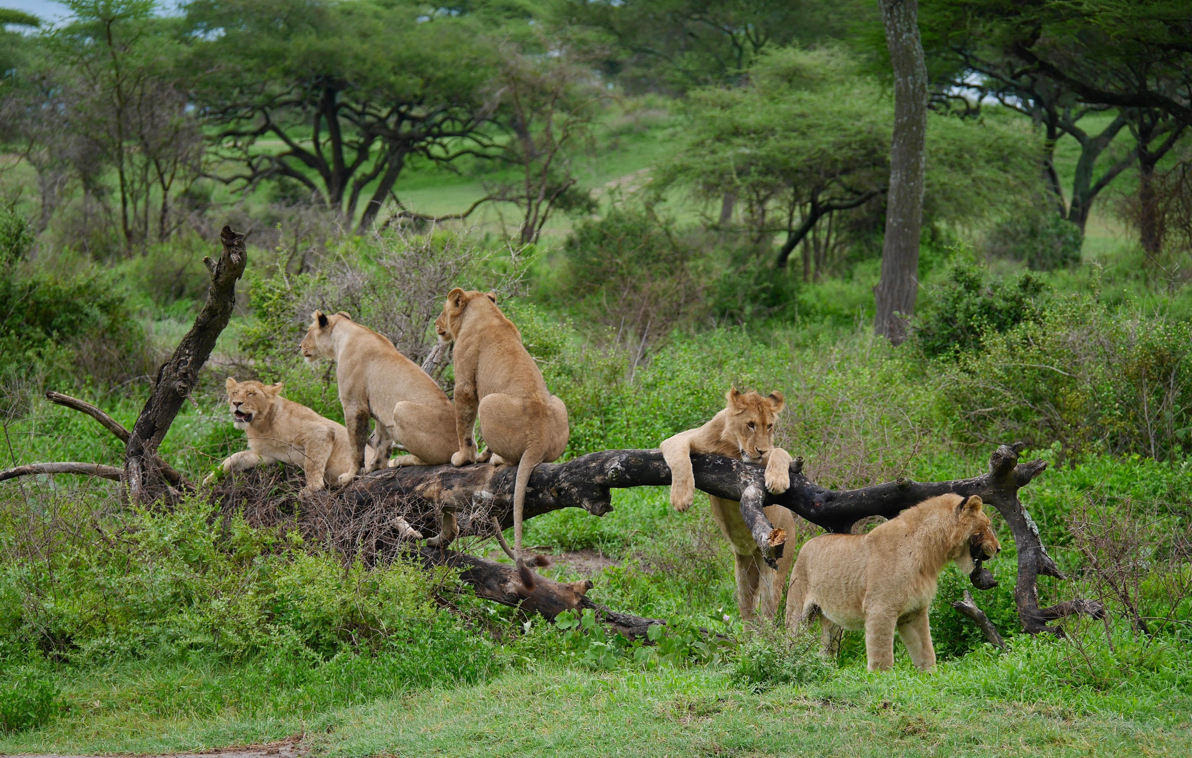 SAFARI IN TANZANIA at Royal Mandarin Hotel & Resort — gallery image 7