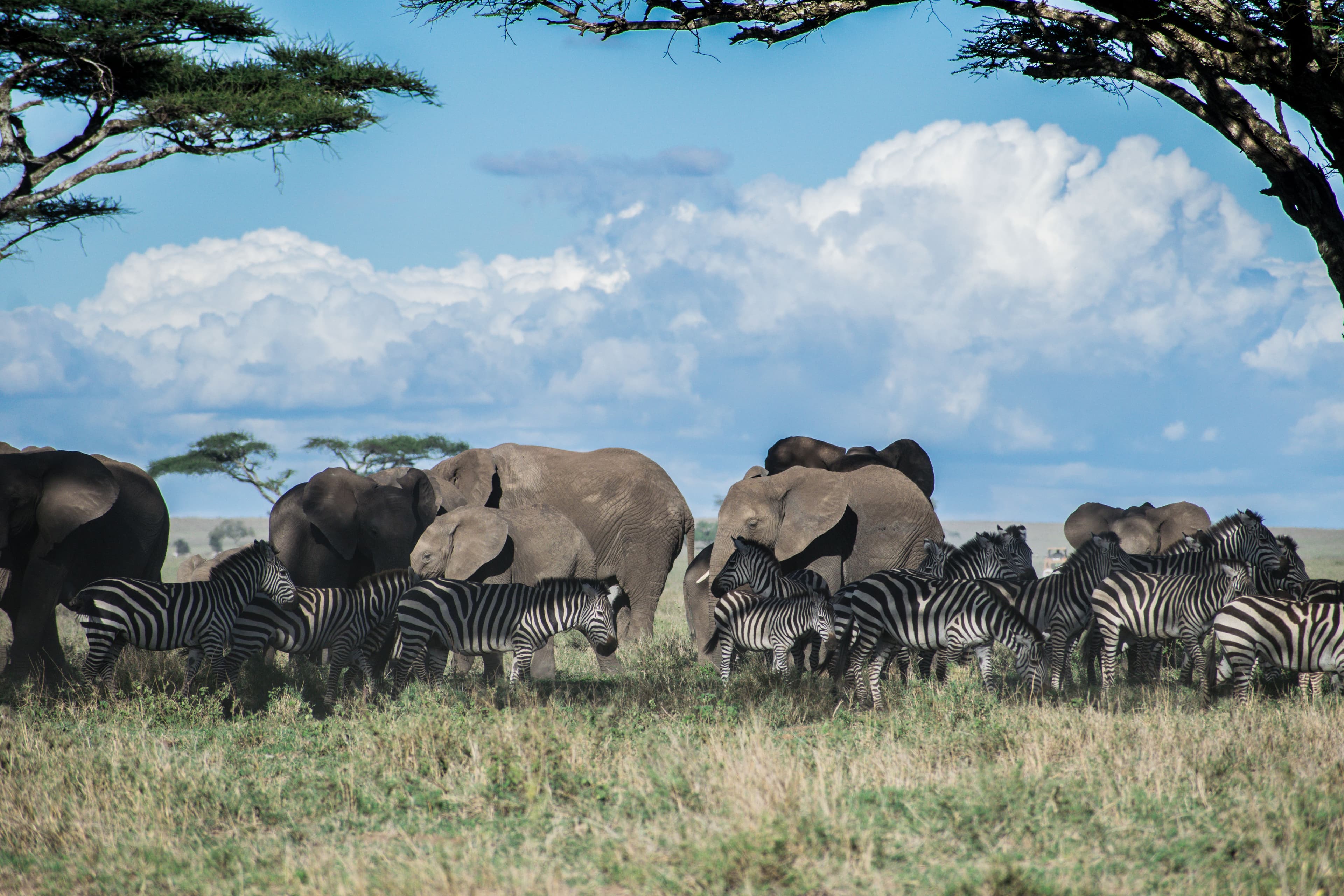 SAFARI IN TANZANIA at Royal Mandarin Hotel & Resort — gallery image 8