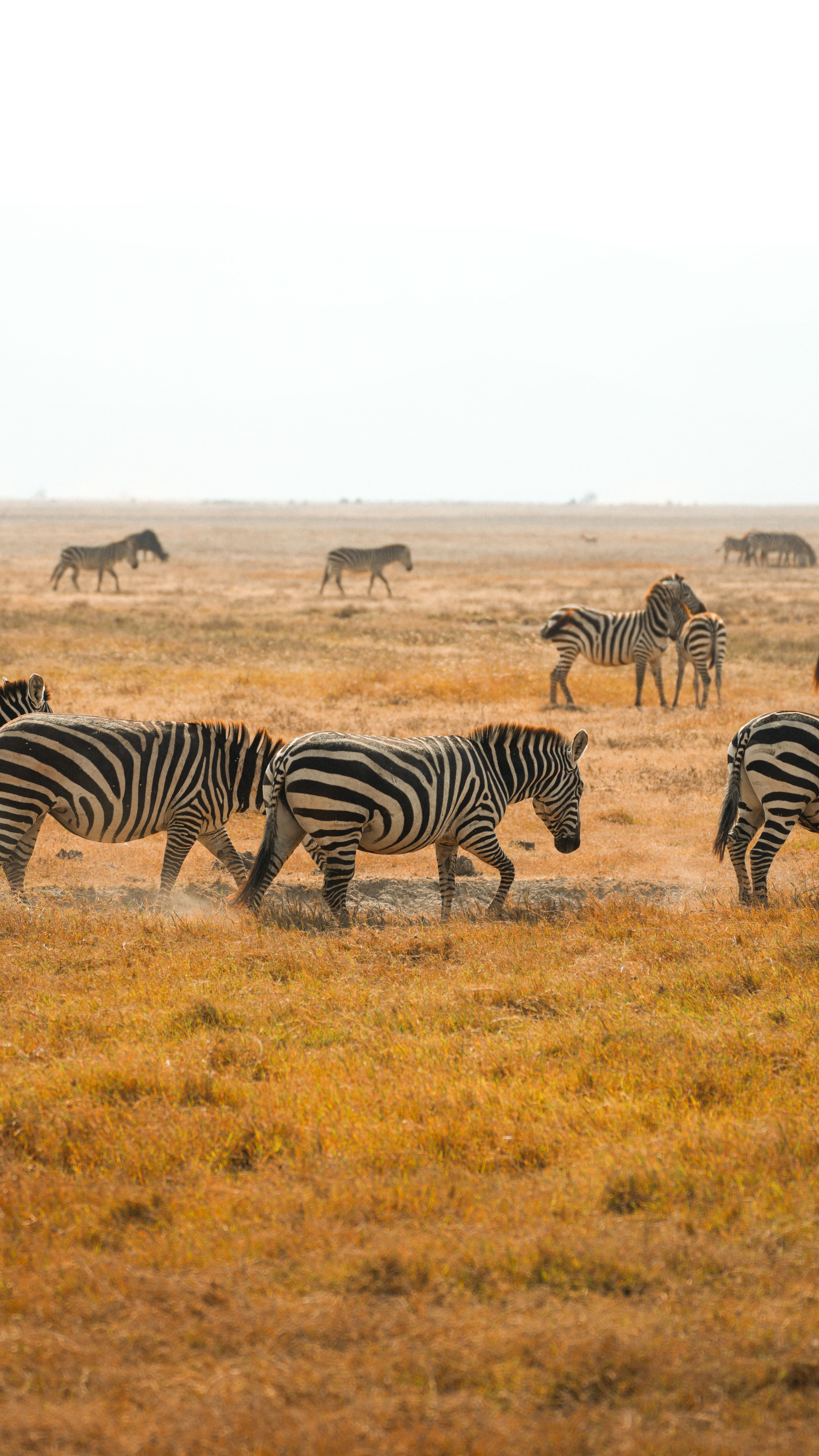 SAFARI IN TANZANIA at Royal Mandarin Hotel & Resort — gallery image 9